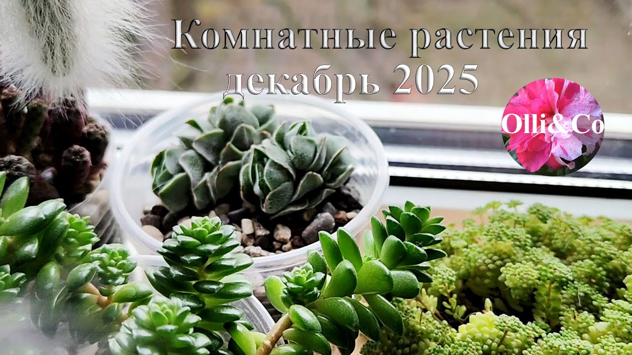ОБЗОР. Мои КОМНАТНЫЕ РАСТЕНИЯ, ЦВЕТЫ  на Ю-В. МОЇ РОСЛИНИ, КВІТИ