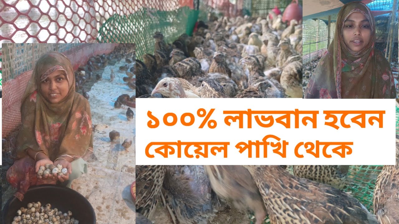 ১০০% লাভবান হবেন কোয়েল পাখি থেকে (Start Quail Farming and Earn 100% Profit)