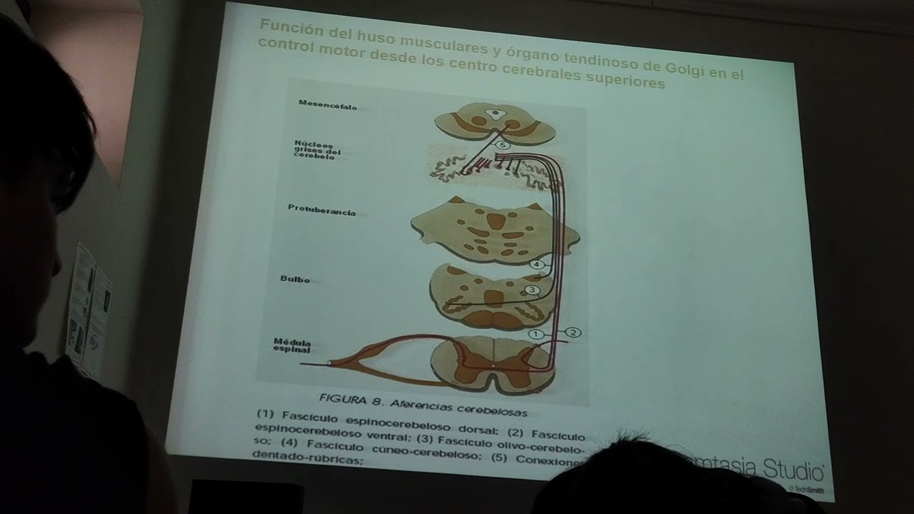 Fisiologia funciones motoras pt3