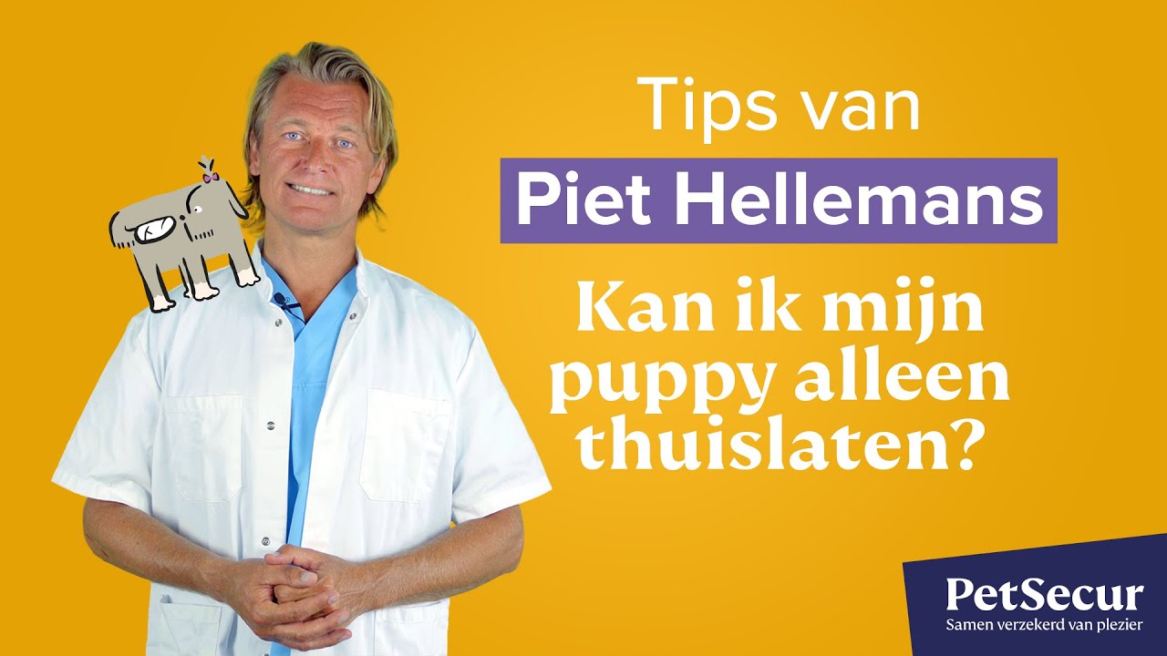 Piet Hellemans - Leaving your puppy home alone. How do you do it?