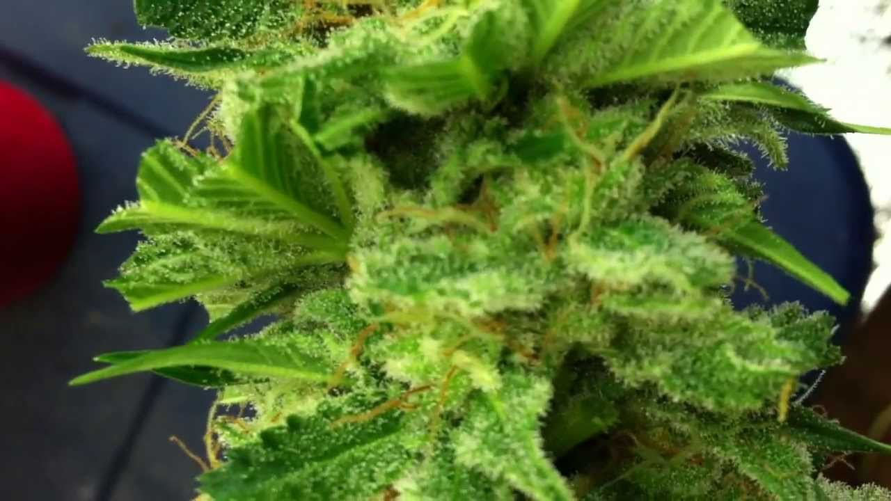 Candy Kush Auto Harvest