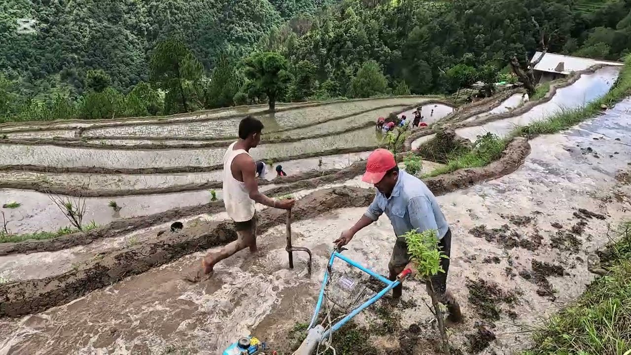 हाम्रो धान रोपाइँको केही झलकहरु अन्य भिडियोहरुको लागि subscribe गर्न नभुल्नु होला😊