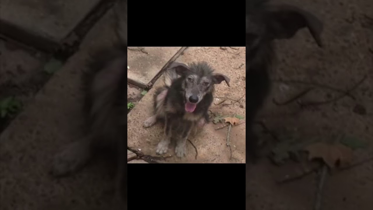 Animals before and after adoption #shorts