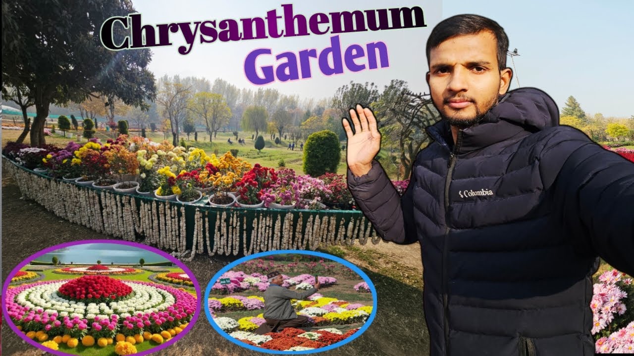 Kashmir Chrysanthemum Garden Explore | CHRYSANTHEMUM GARDEN srinagar।  Botanical garden Exploring