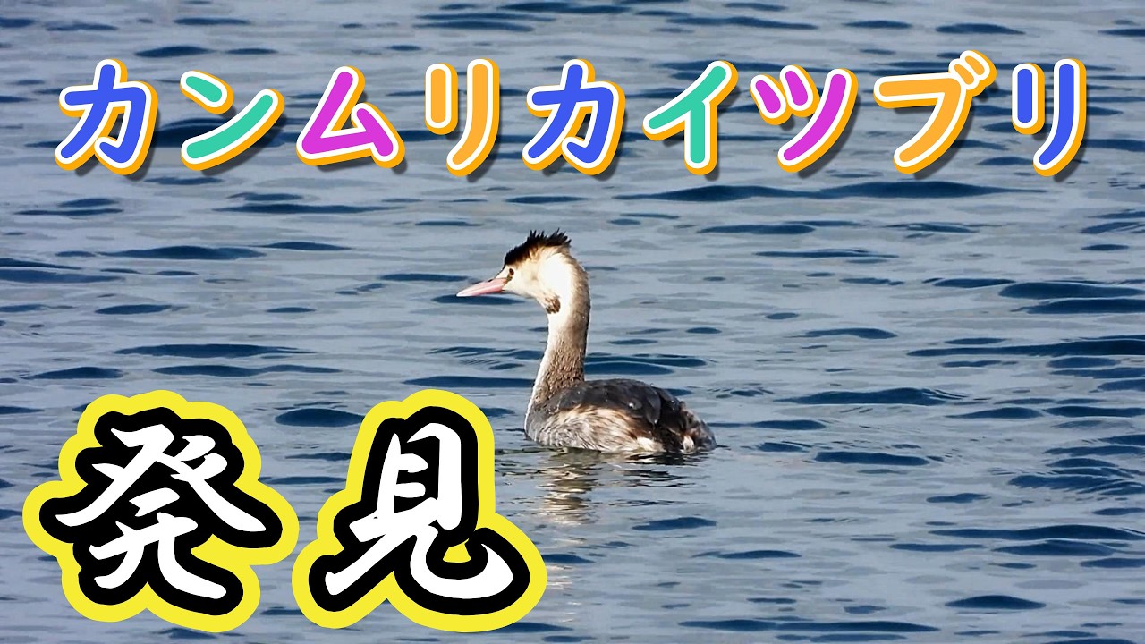 カンムリカイツブリ