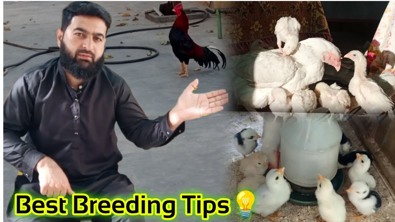 Aseel Breeding tips | Apni Pasnd k Aseel Banane ki best Breeding Trick