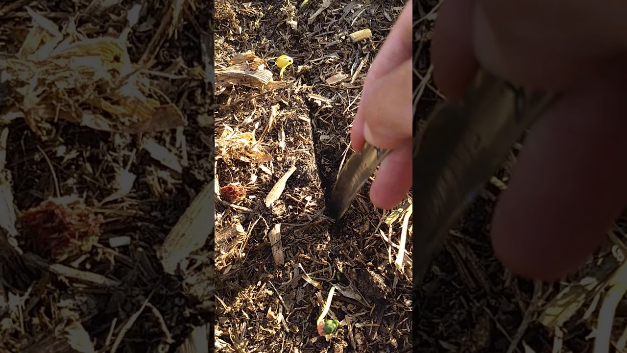 Cultivo de cobertura (vicia). Siembra de soja
