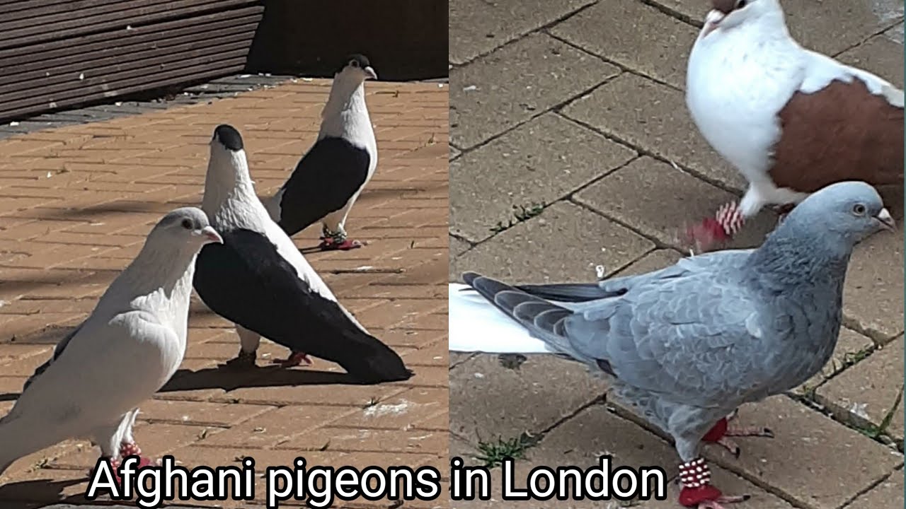 Kaftar Afghani ( Afghan Pigeons) , London 2022