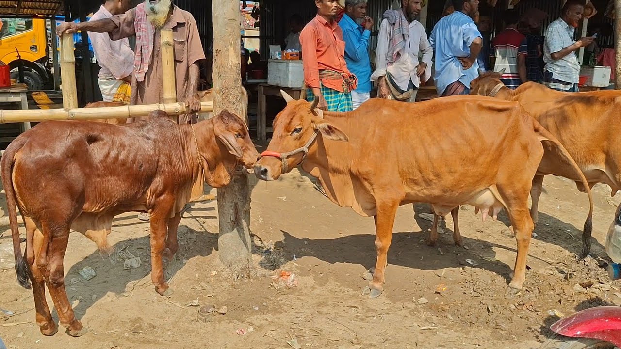 ২৪/২/২০২৬ || সেরা মানের গাভী বাচ্চা বিখ্যাত চান্দাইকোনা হাট থেকে আজকের ভিডিওতে || goru hat cow milk 