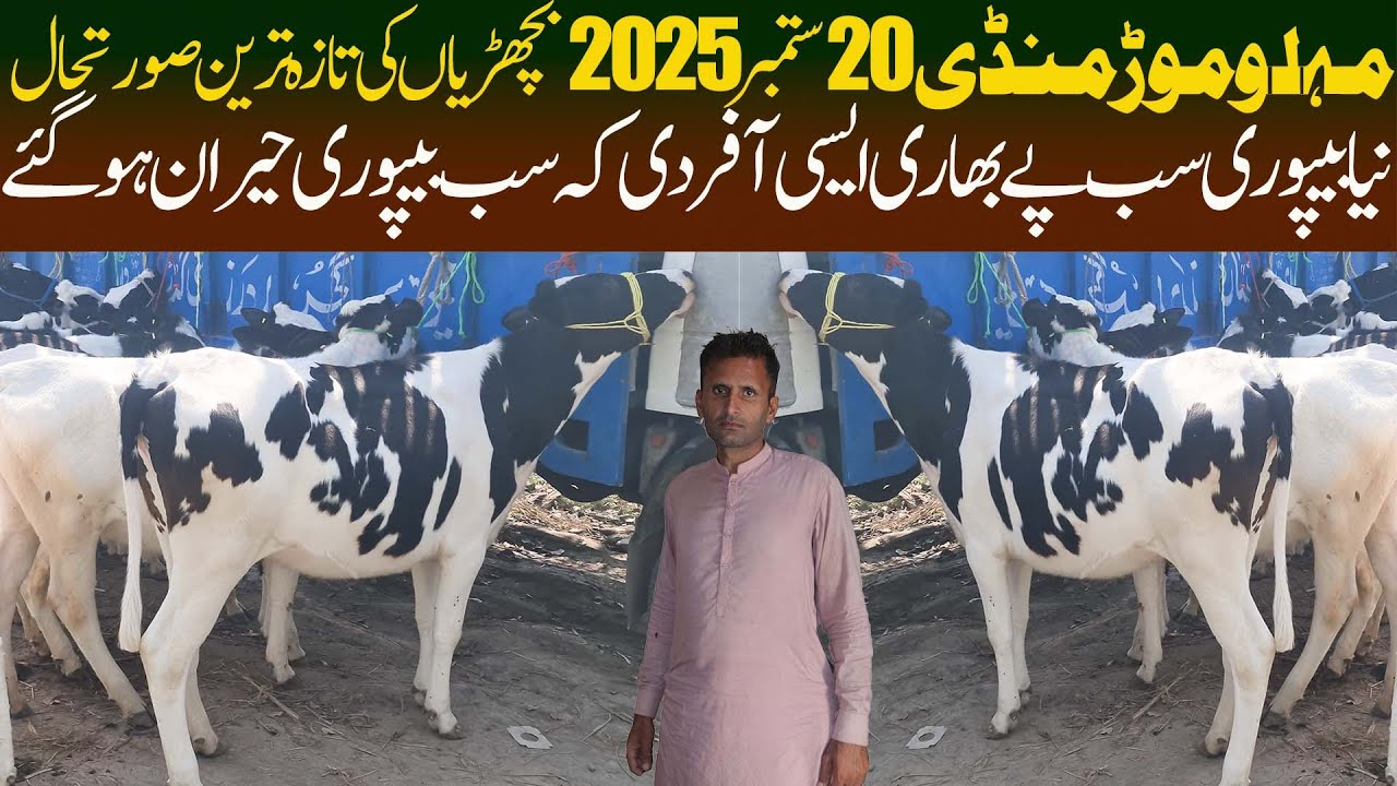 Today Malumor Mandi Jhang 20 September 2025 Australia Friesian American Hefiers | Cow Mandi Pakistan