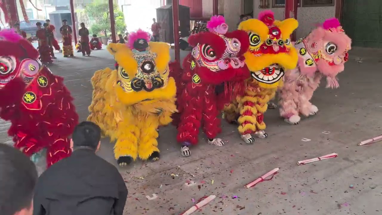 锣鼓一响 潮汕醒狮登场｜Amazing Chaoshan Lion Dance Performance #trendingvideo #非物质文化遗产 #非遗文化传承 #liondance #潮汕舞狮