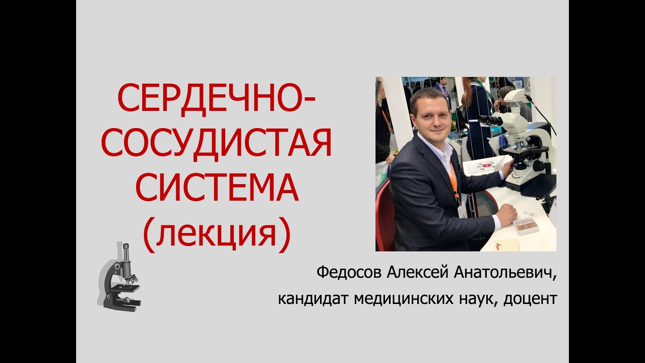 CЕРДЕЧНО-СОСУДИСТАЯ СИСТЕМА (ЛЕКЦИЯ ПО ГИСТОЛОГИИ)