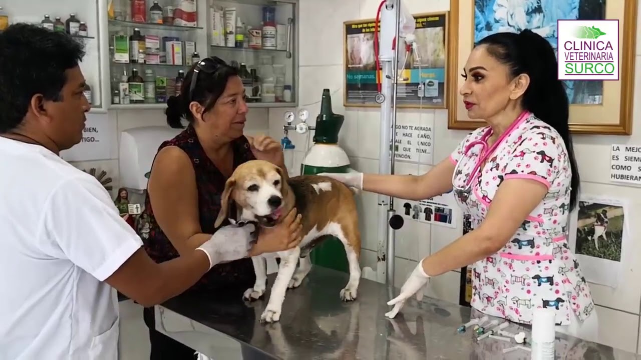 Prostatitis - Clínica Veterinaria Surco, el programa