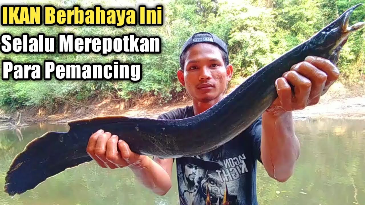 Mancing di sungai pedalaman Kalimantan || Ikan Sili super besar pun terciduk Ep44