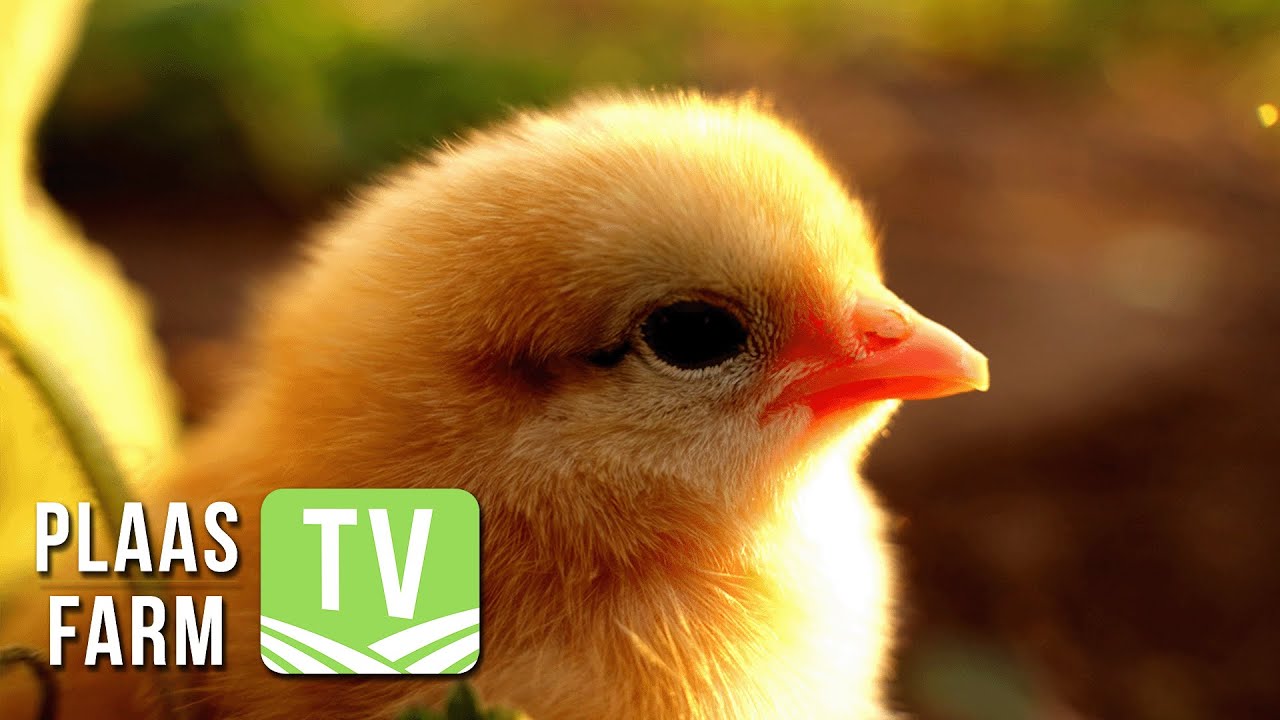 Poultry market probe: Insights from the Competition Commission