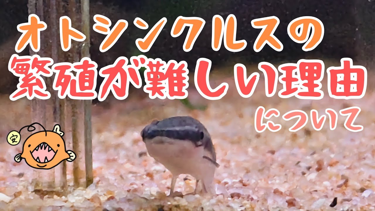 オトシンクルスの繁殖が難しい理由について