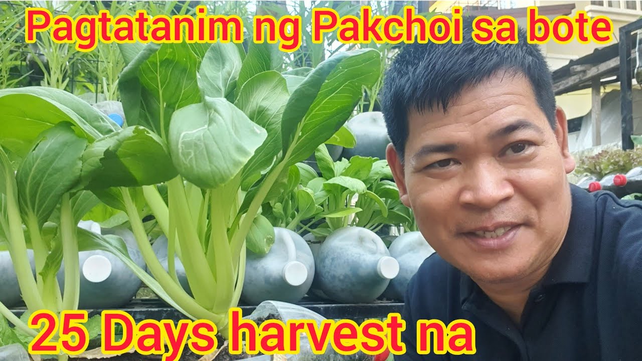 PAKCHOI SA BOTE: PAANO MAGPUNLA, MAGTANIM, ALAGAAN AT UMANI