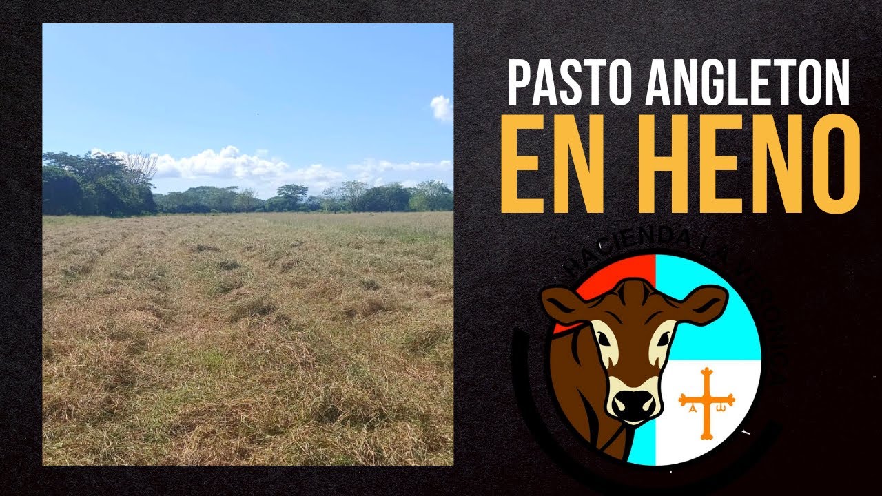 PASTO ANGLETON EN HENO..
