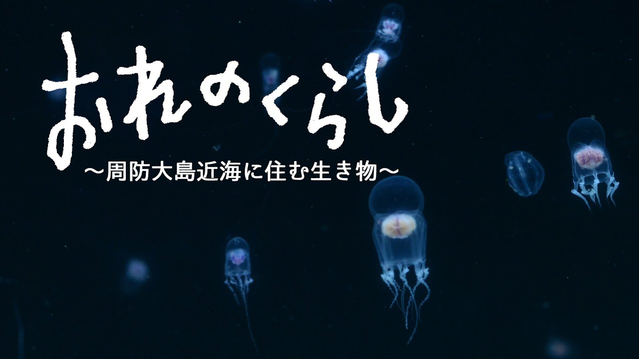 おれのくらし～周防大島近海に住む生き物～第二回「くらげ」