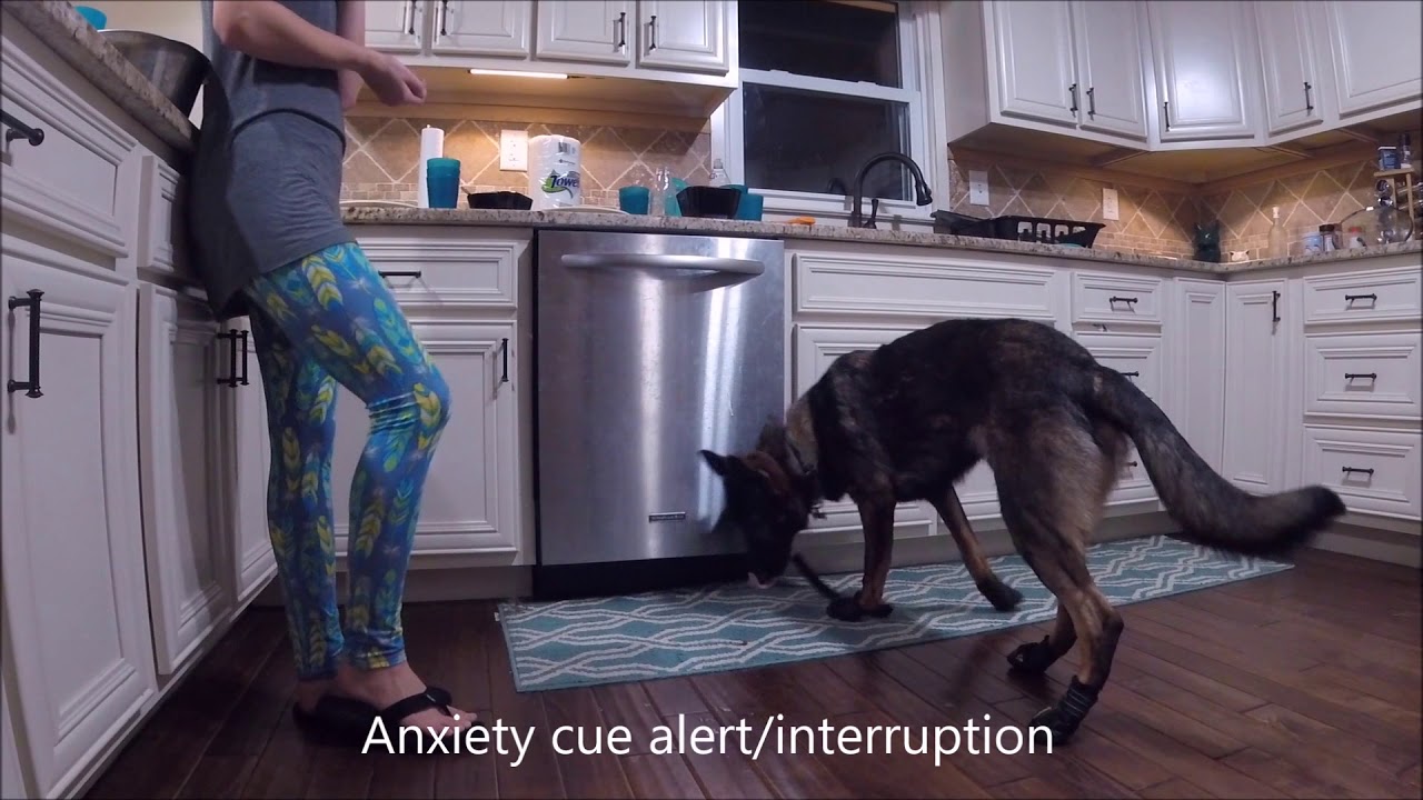 Kaladin's Service Dog Tasks