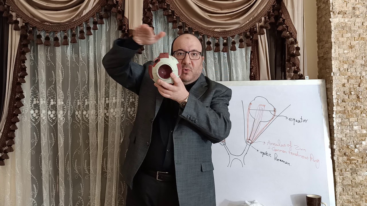 Squint : Extraocular muscles and Cardinal directions