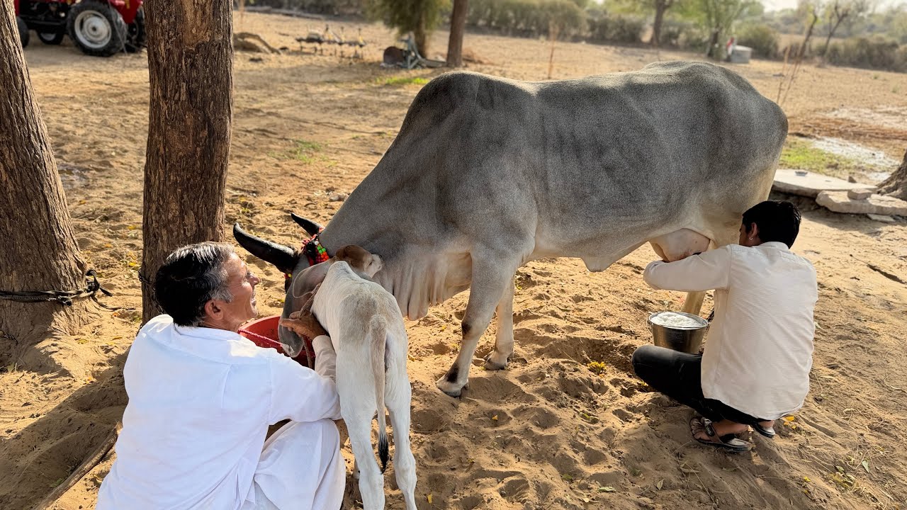 राजस्थान की असली देसी गाय… दूध देखकर हैरान रह गए!#bharattharanikankrejcow #cow #farming #desicow 