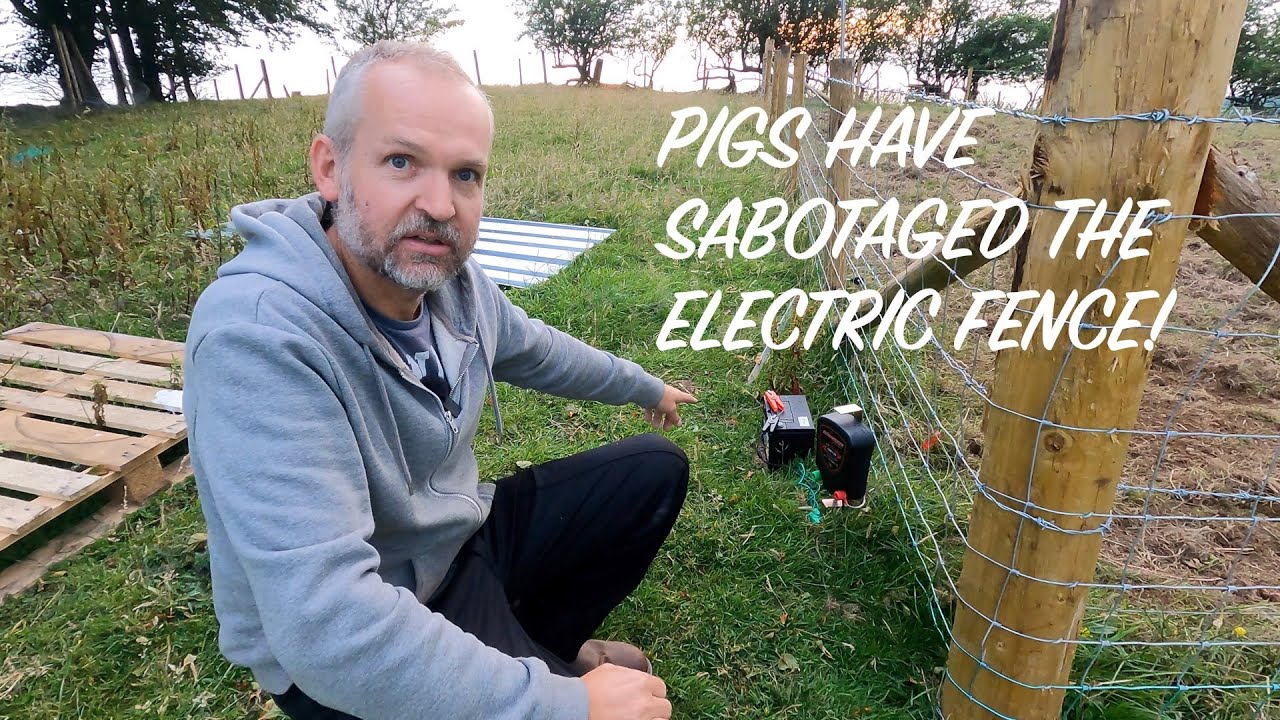 Pigs Break the Electric Fence