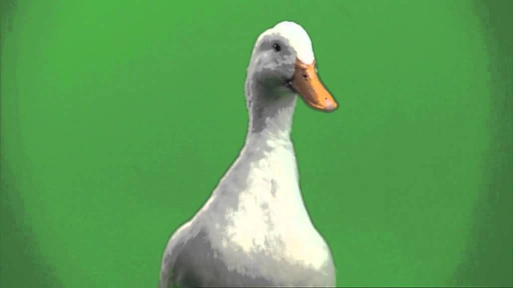 MIXTA - Liberad al pato Willix - Un nuevo pato