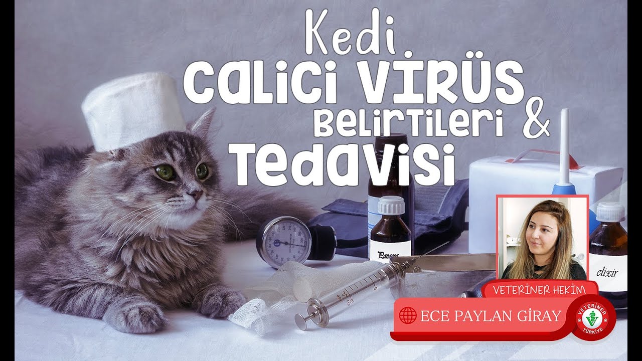 Yavru Kedi G&ouml;z Akıntısı, Yavru Kedi Nezle,  Kedi Calicivirus, Veteriner Hekim Ece Paylan