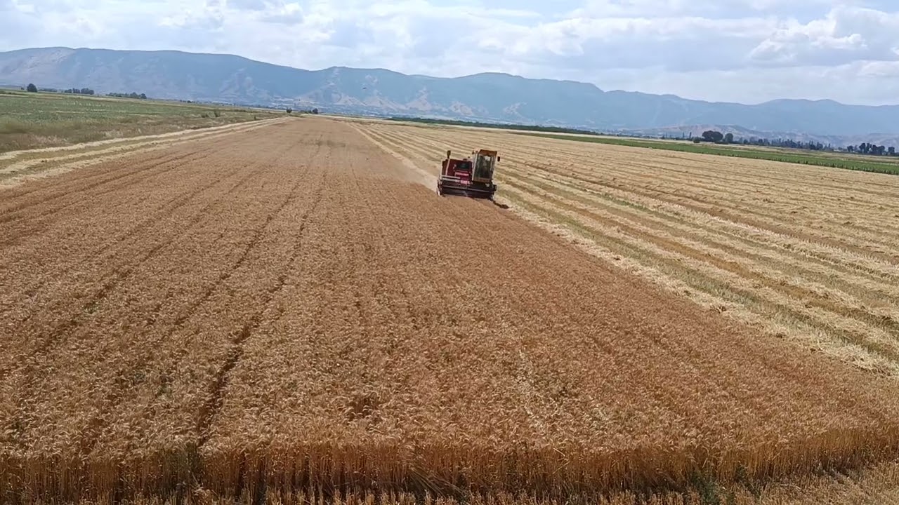 Zetva 2025 Zmaj 135