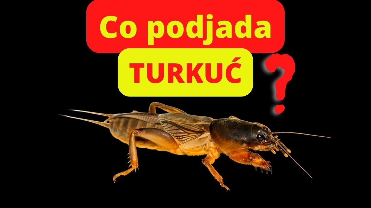 Turkuć podjadek 🤤#shorts