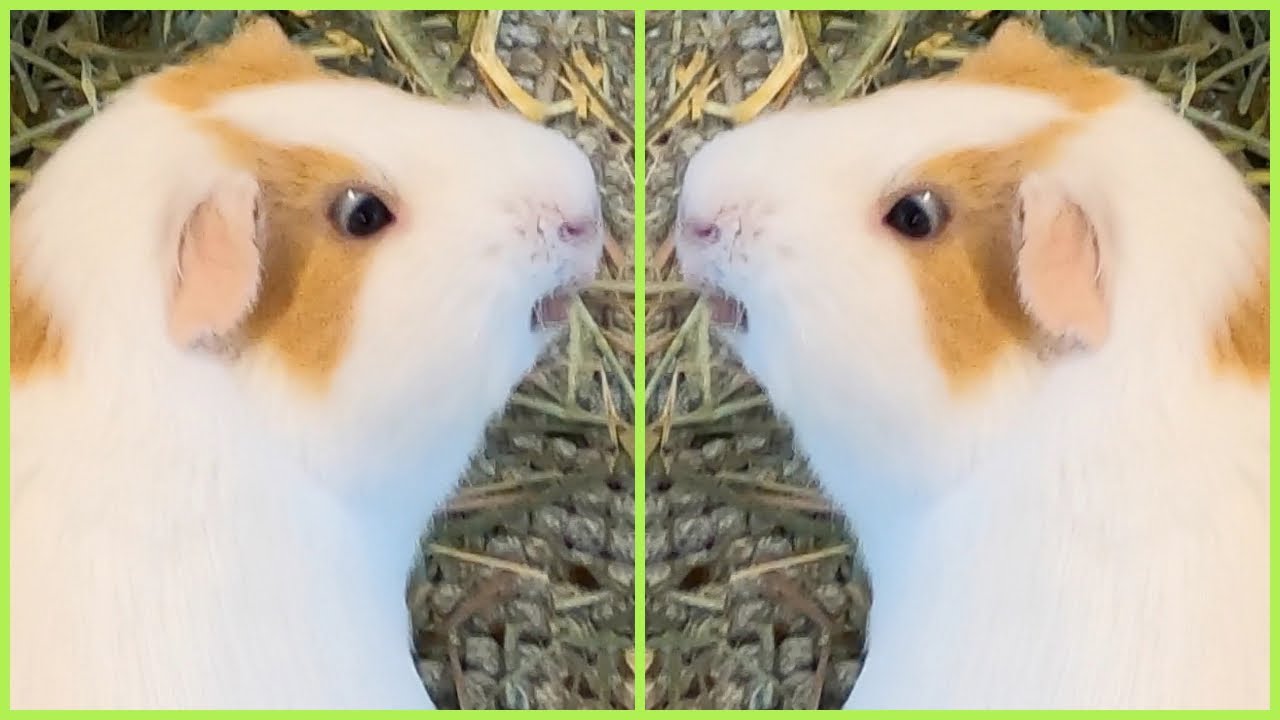 Best guinea pig noises of the wheek! (2021 Week 14)