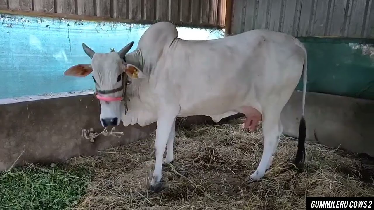 ONGOLE COW