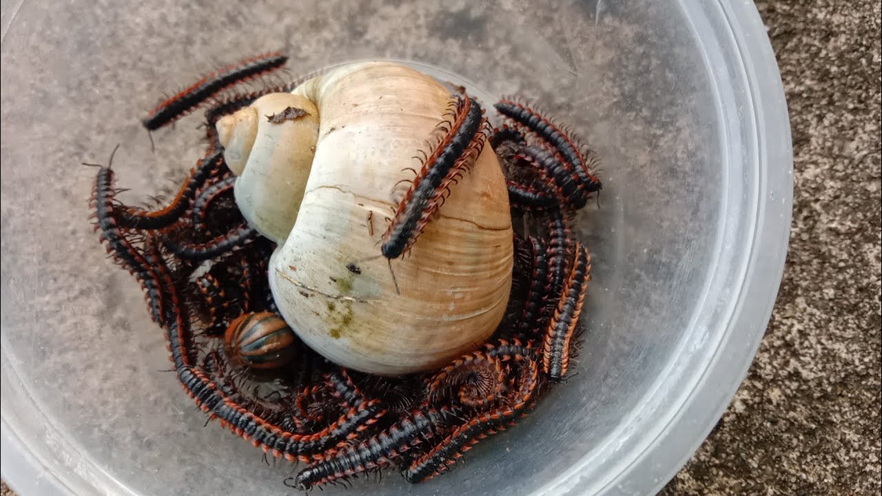 Bug Hunting Adventure I Discovering Colorful Millipedes and a Giant Snail in the Backyard 