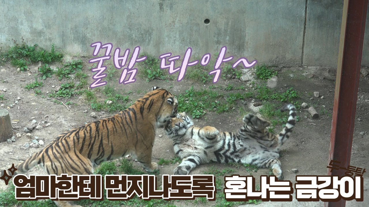엄마한테 대들다 비오는날 먼지나게 혼나는 막내쮸쮸금강🤣🤣🤣🤣🤣