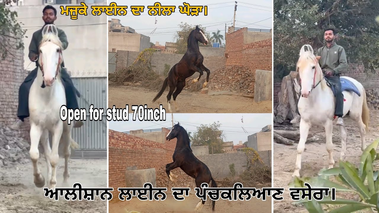 70 ਇੰਚ ਦਾ ਵੱਡਾ ਘੋੜਾ ਮੇਜਰ ਪਿਉ ਫ਼ੌਜੀ ਮੱਜੂਕੇ ਲਾਈਨ।