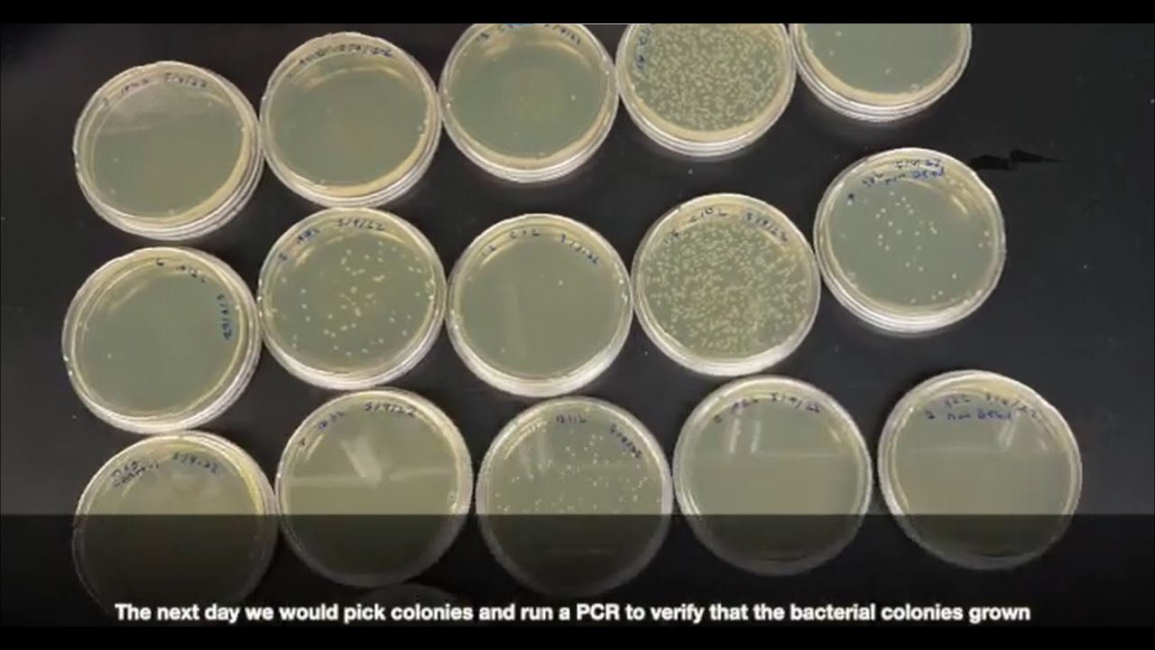 Antibody Cloning for Vaccine Development