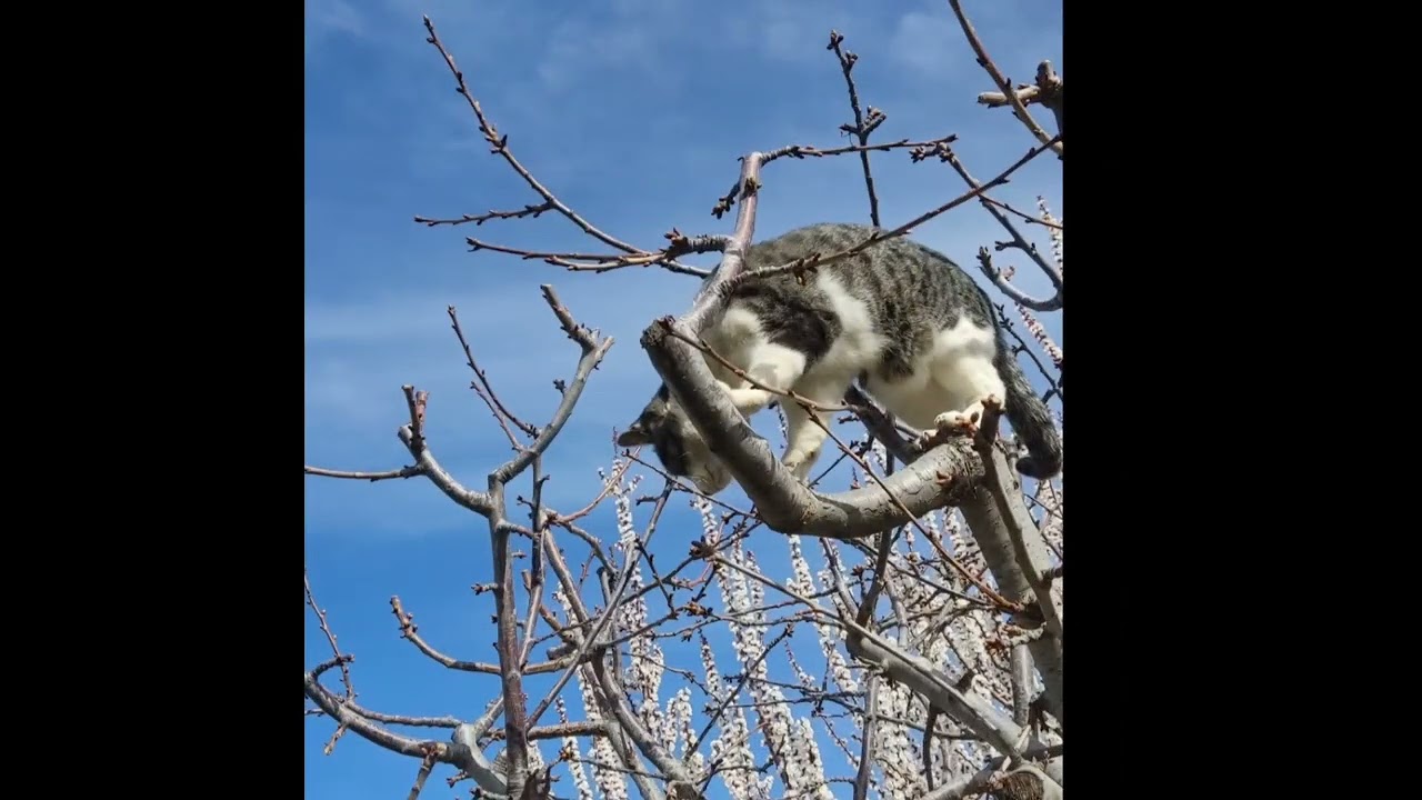 House Cat Therian Meditation 🐾⭐