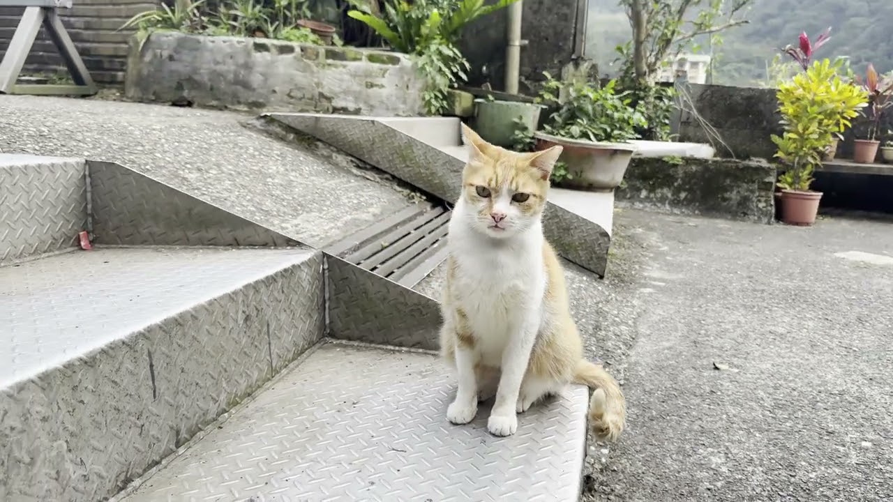 猴硐の露店雑貨店の近くにいたチャシロ猫さん  #猫村