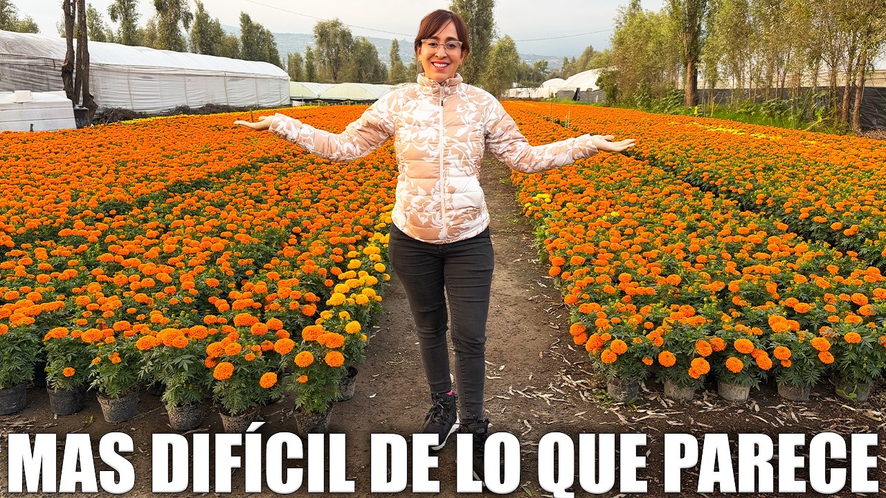🌼La historia real detrás del cempasúchil | Xochimilco 
