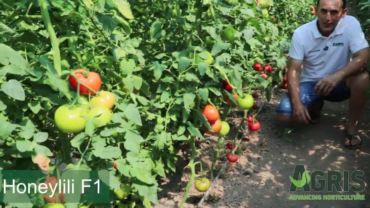 Cultura de tomate în Loc. Tărcaia, Jud. Bihor, fermier Doru Zaha