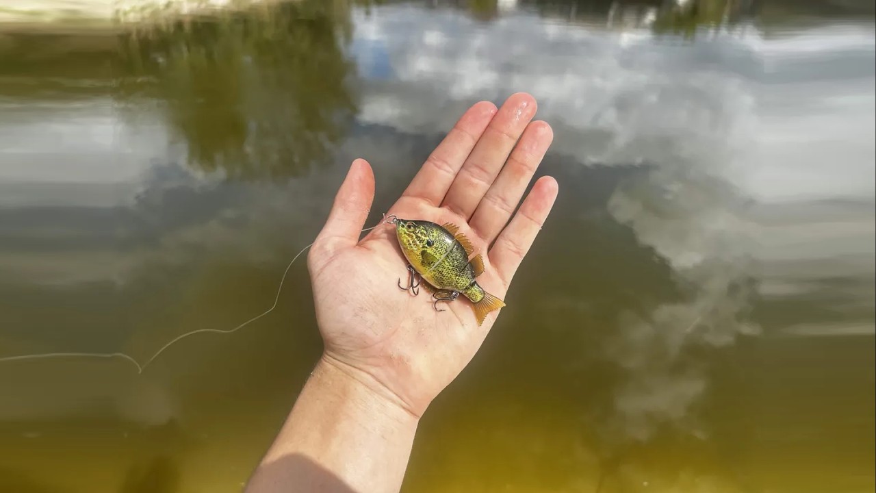 BASS Are Going CRAZY For This Lure