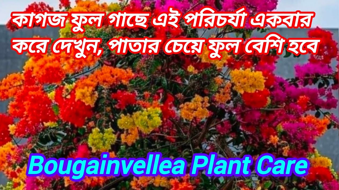 কাগজ ফুল গাছে এই পরিচর্যা একবার করে দেখুন|Bougainvellea Plant Care|কাগজ ফুল গাছের পরিচর্যা