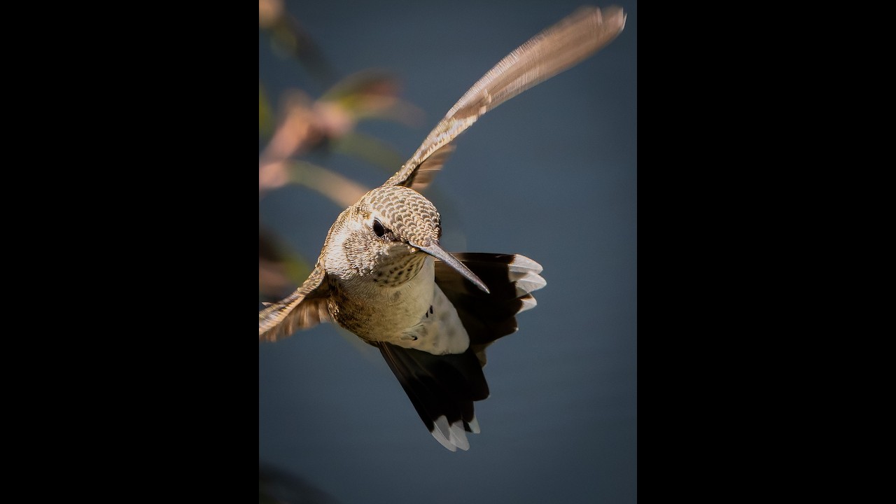 2025 Backyard Birds Plus Part 3