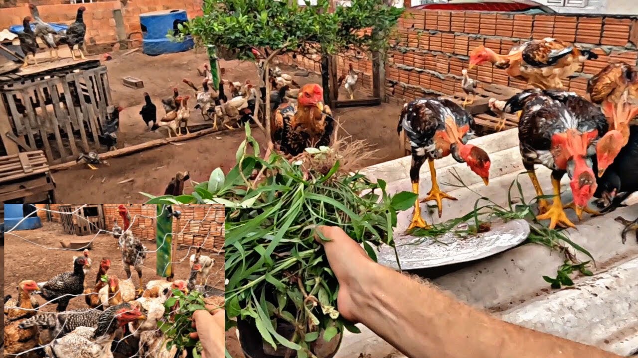 ROTINA REAL DA MINHA CRIAÇÃO DE GALINHA CAIPIRA GIGANTE | MANEJO SEM CORTE!