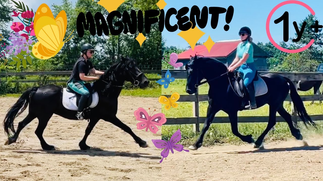 MY FRIESIAN’S 1 YEAR TRANSFORMATION