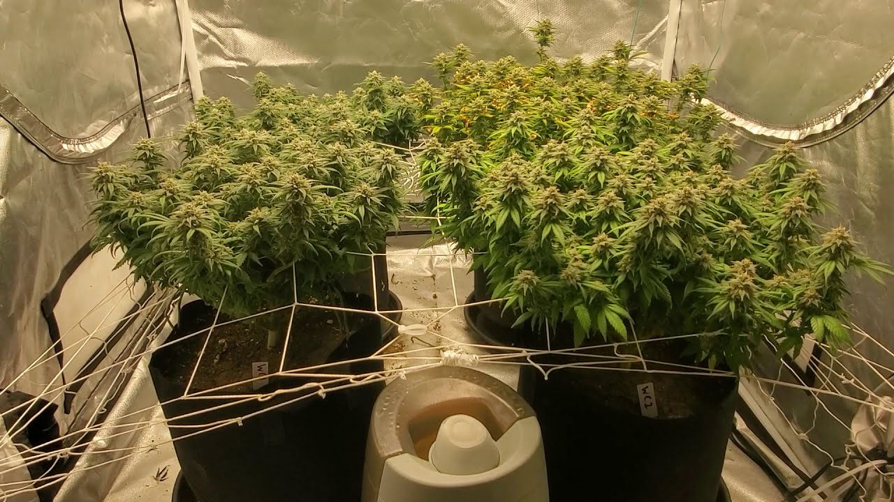Wedding Cake Grow - Day 49 of Flower!