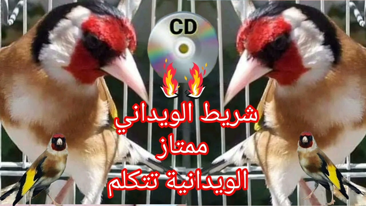 شريط ويداني ملكي ممتاز 💥لتلقين فراخ الحسون والهجين 💫 الويدانية تتكلم 💫 تحياتي لجميع المواليع