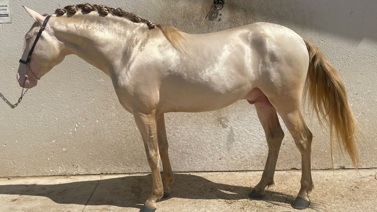 SOLD - Dream Horse! Perlino PRE Stallion 3 years 15.2hh (158cm) top character