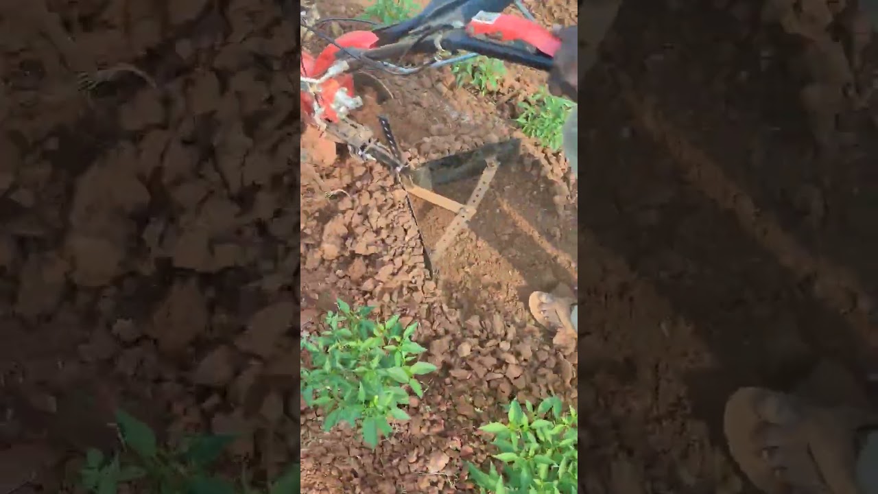 #power weeder 7HP raising bed making in chilli field crop #trending #farming #viralvideo #shorts